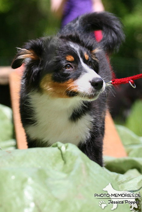 Border Collie in der Hundeschule