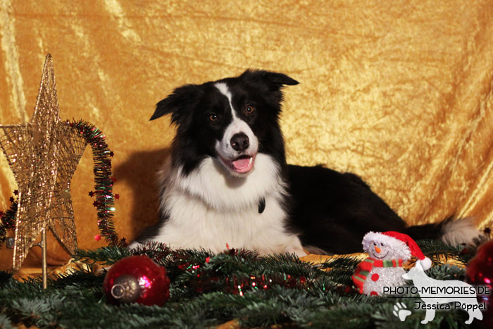 Border Collie an Weihnachten