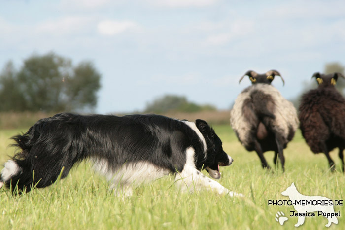 Border Collie beim Hüten von Schafen