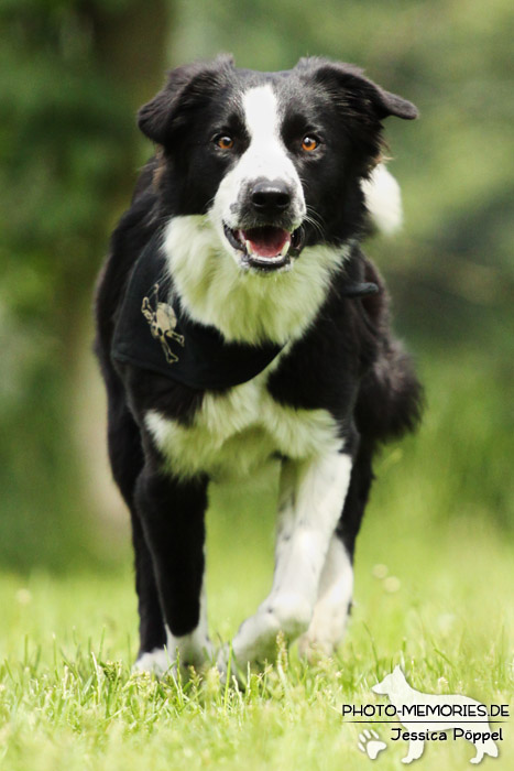 Border Collie in Action