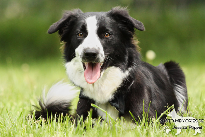 Border Collie im Liegen