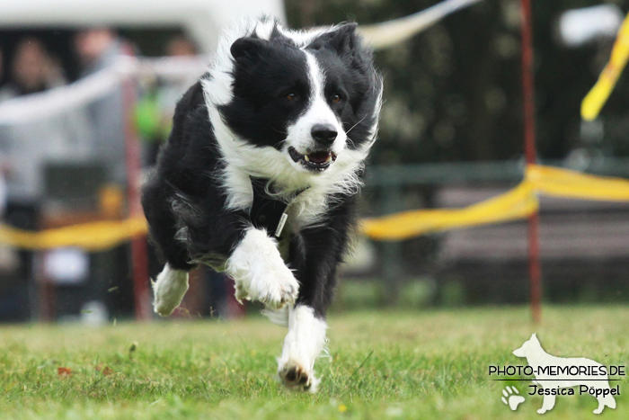 Border Collie beim Hunderennen