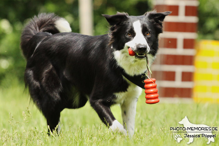 Border Collie beim Spielen