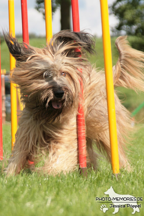 Briard im Agility