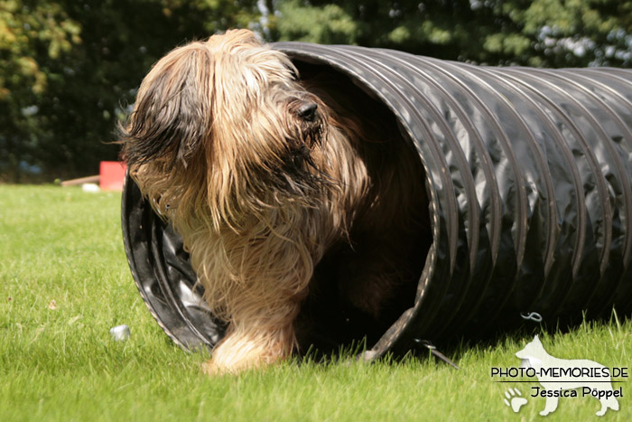 Briard im Agility