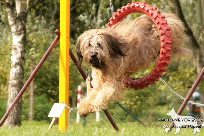 Briard im Agility