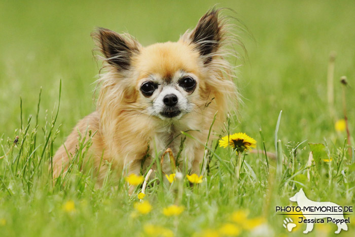 Chihuahua auf einer Wiese