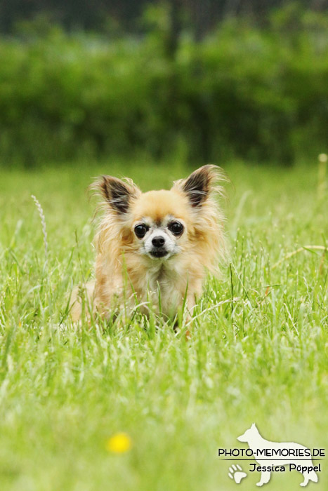 Chihuahua auf einer Wiese