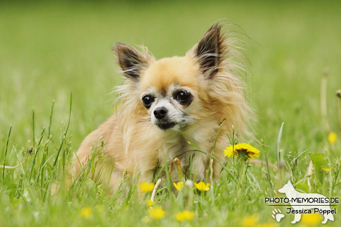 Chihuahua auf einer Wiese