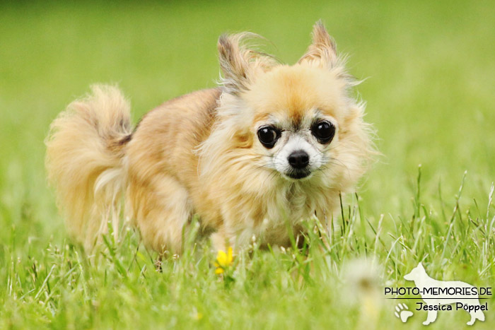 Chihuahua auf einer Wiese