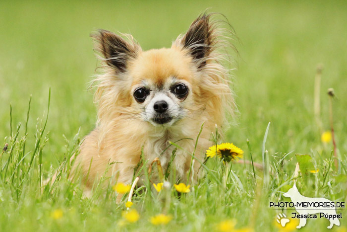 Chihuahua auf einer Wiese