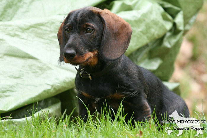 Dackelwelpe in der Hundeschule