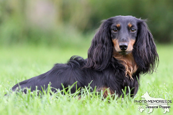 Portrait eines Langhaardackels