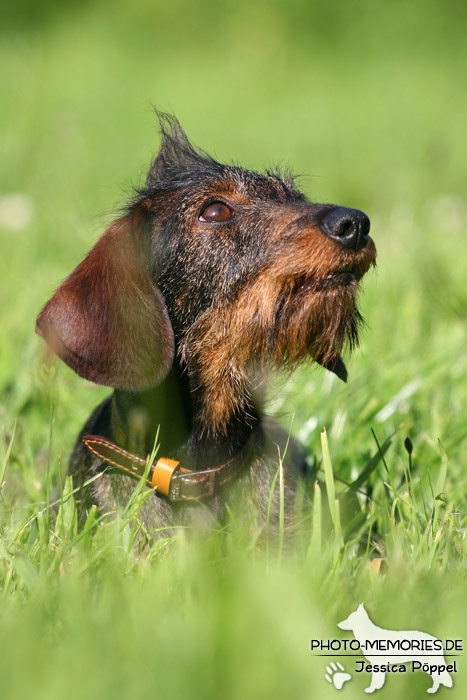 Portrait eines Rauhaardackels