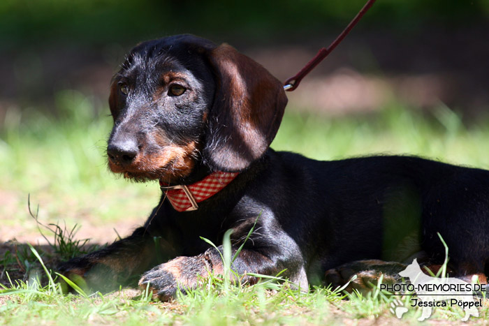 Dackelwelpe in der Hundeschule