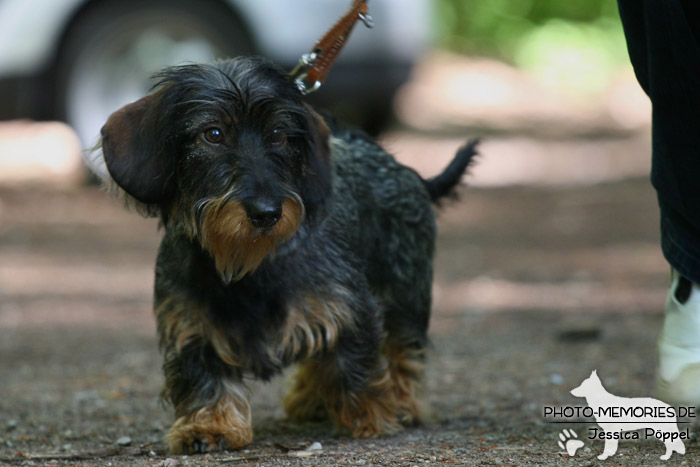 Dackel in der Hundeschule