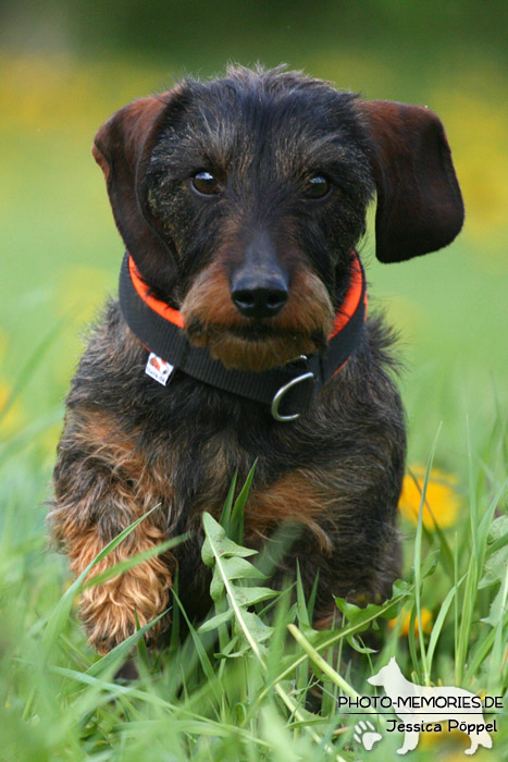 Rauhaardackel auf der Wiese