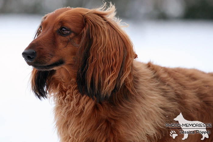 Langhaardackel im Schnee