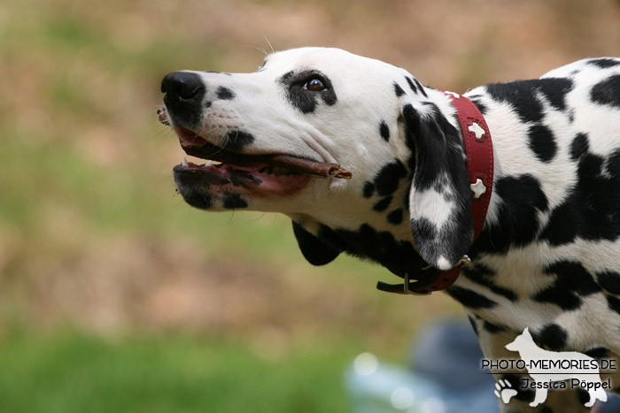 Dalmatiner in der Hundeschule