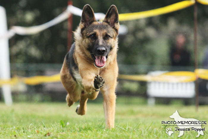 Deutscher Schäferhund beim Hunderennen