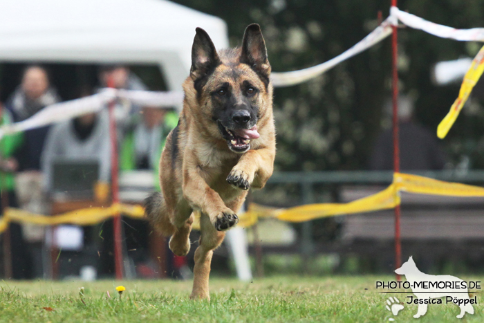 Deutscher Schäferhund beim Hunderennen