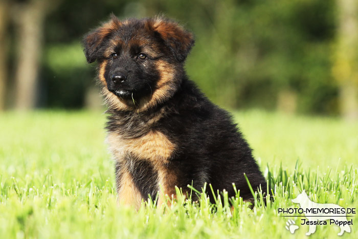 Schwarz-brauner Schäferhundwelpe