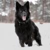 Schwarzer Schäferhundrüde im Schnee