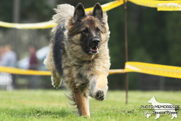 Altdeutscher Schäferhund beim Hunderennen