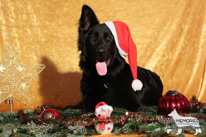 Schwarzer altdeutscher Schäferhundrüde im Studio an Weihnachten