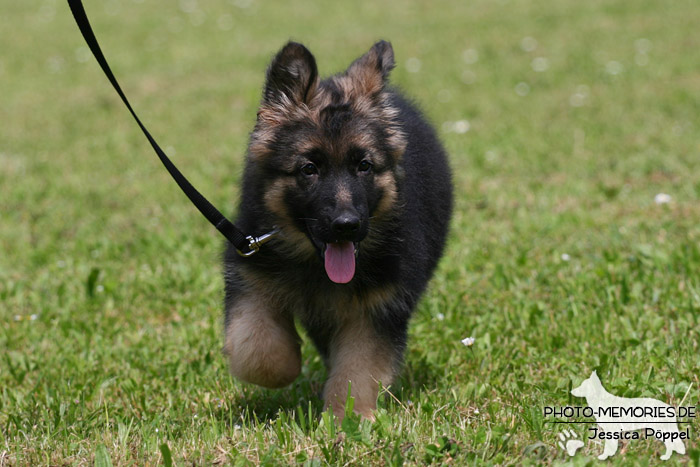 Impressionen einer Schäferhund-Ausstellung