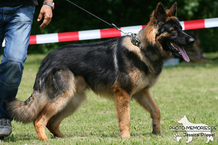 Impressionen einer Schäferhund-Ausstellung