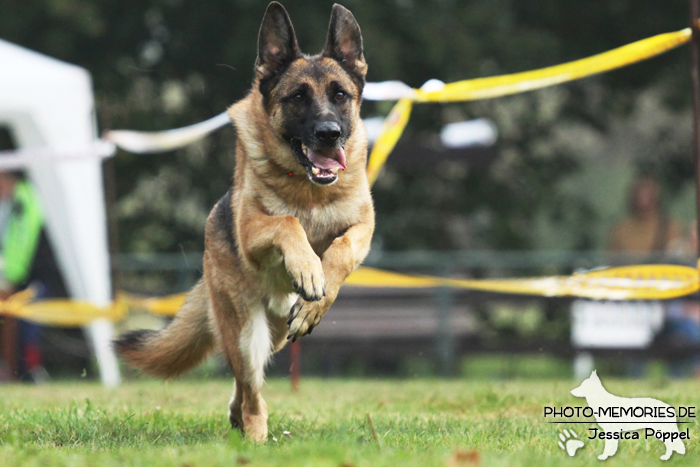 Deutscher Schäferhund beim Hunderennen
