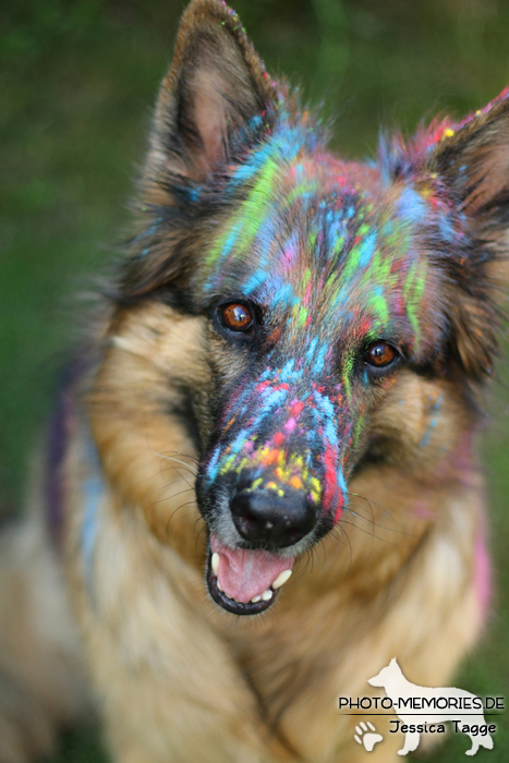 Holi mit einer altdeutschen Schäferhündin