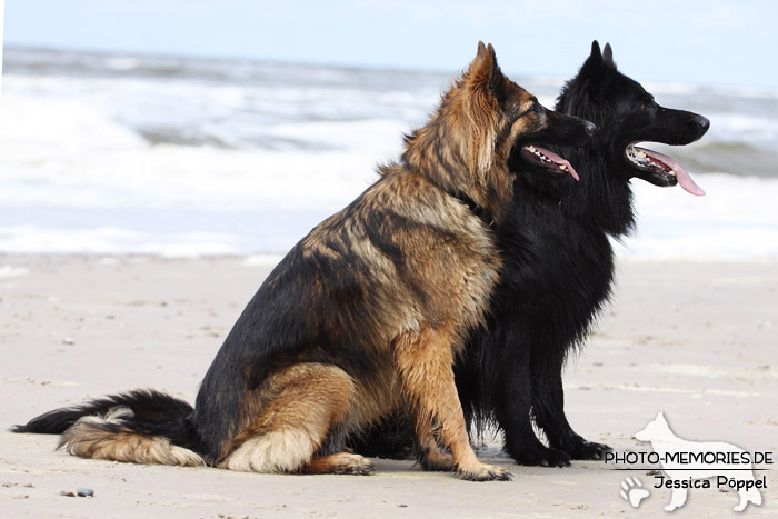 Zwei altdeutsche Schäferhunde am Strand