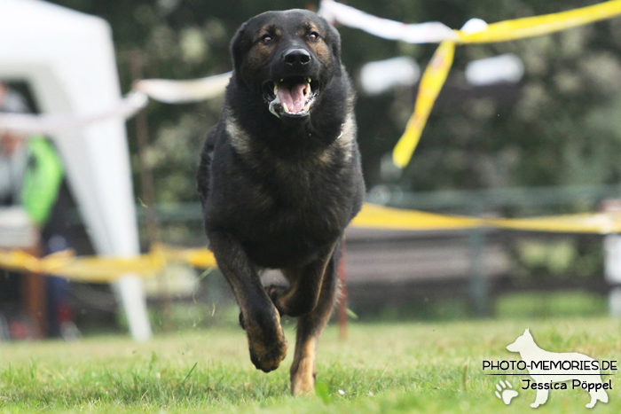 Deutscher Schäferhund beim Hunderennen