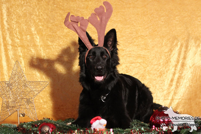 Schwarzer altdeutscher Schäferhundrüde im Studio an Weihnachten