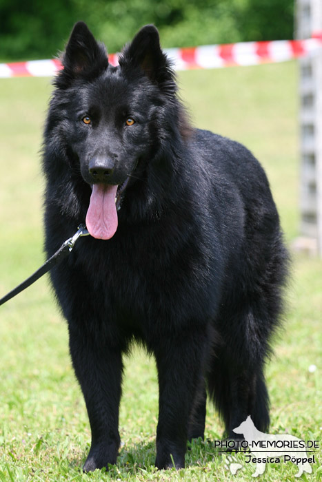 Impressionen einer Schäferhund-Ausstellung