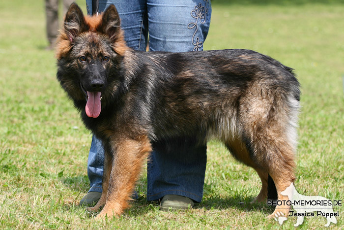 Impressionen einer Schäferhund-Ausstellung