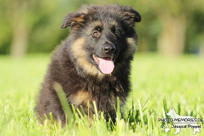 Schwarz-brauner Schäferhundwelpe