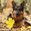 Schwarz-braune altdeutsche Schäferhündin im Herbst