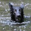 Schwarze Schäferhündin im Wasser