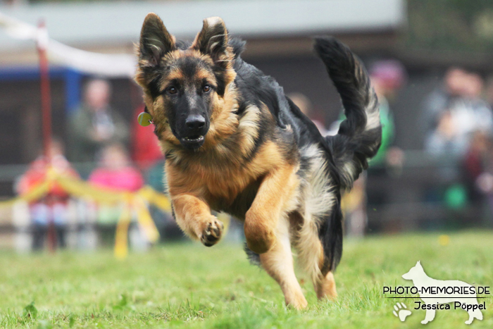 Altdeutscher Schäferhund beim Hunderennen