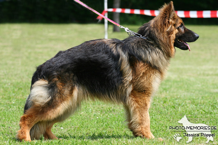 Impressionen einer Schäferhund-Ausstellung