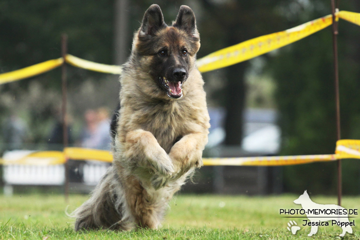 Altdeutscher Schäferhund beim Hunderennen