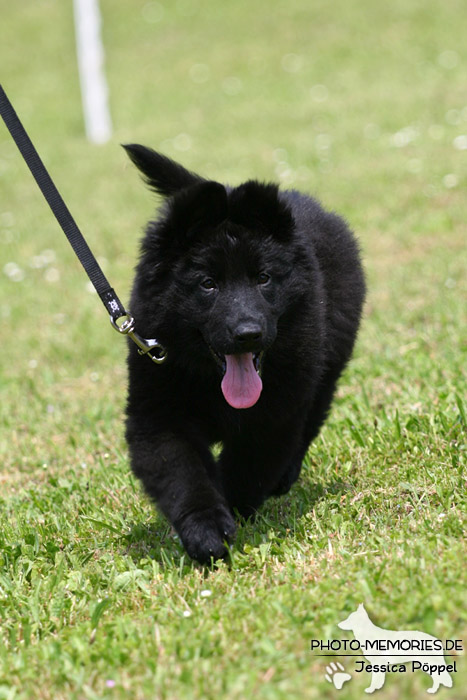 Impressionen einer Schäferhund-Ausstellung