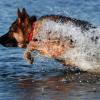 Altdeutscher Schäferhundrüde im Wasser