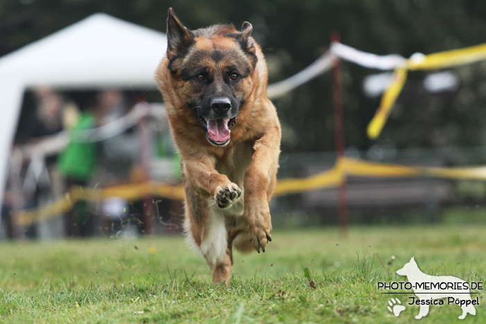 Deutscher Schäferhund beim Hunderennen