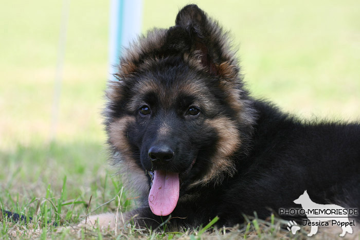 Impressionen einer Schäferhund-Ausstellung