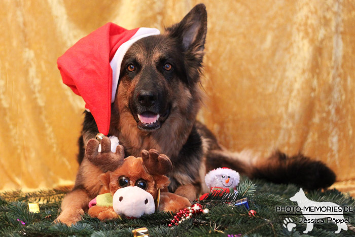 Schwarz-braune altdeutsche Schäferhündin im Studio an Weihnachten