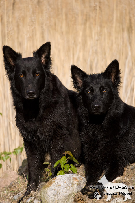 2 schwarze altdeutsche Schäferhündinnen